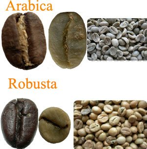 Hạt cà phê Arabica - 10 đặc điểm cần biết